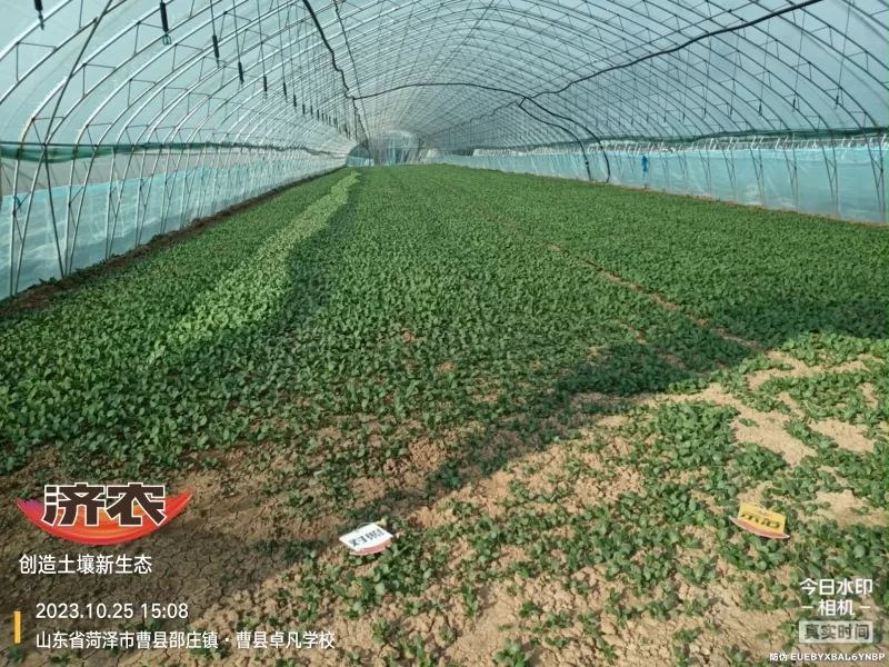 The Effect of Using Jinan Agricultural Products for Rapeseed in Heze, Shandong Province(图1) The Effect of Using Jinan Agricultural Products for Rapeseed in Heze, Shandong Province(图1)