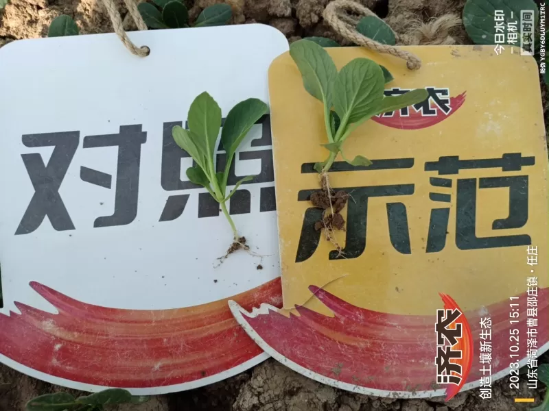 The Effect of Using Jinan Agricultural Products for Rapeseed in Heze, Shandong Province(图2) The Effect of Using Jinan Agricultural Products for Rapeseed in Heze, Shandong Province(图2)