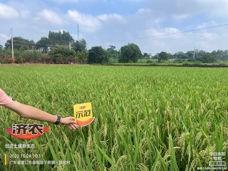 The effect of using agricultural products in Guangdong rice(图5) The effect of using agricultural products in Guangdong rice(图5)