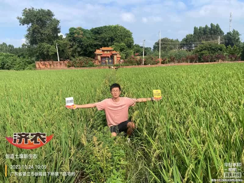 The effect of using agricultural products in Guangdong rice(图2) The effect of using agricultural products in Guangdong rice(图2)