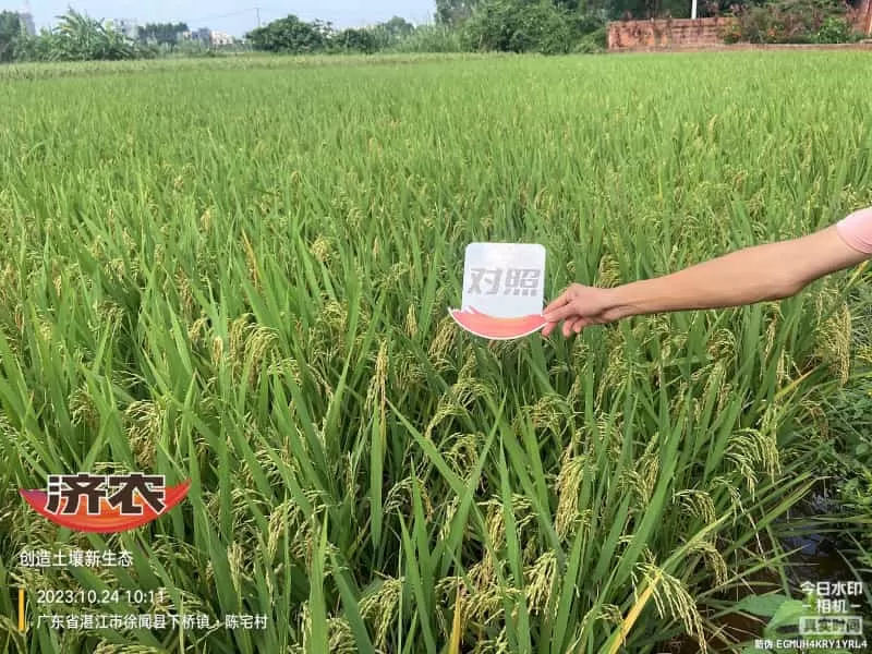 The effect of using agricultural products in Guangdong rice(图6) The effect of using agricultural products in Guangdong rice(图6)