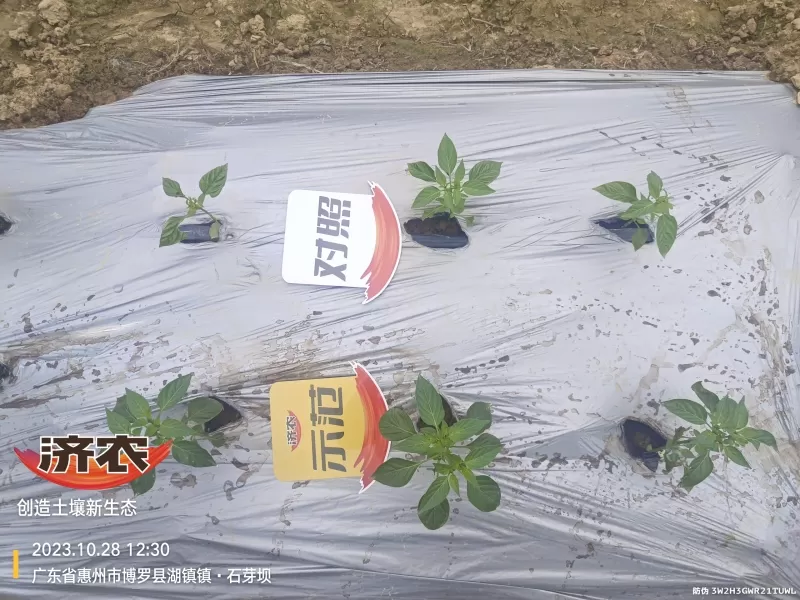 The effect of using agricultural products in Guangdong chili peppers(图2) The effect of using agricultural products in Guangdong chili peppers(图2)