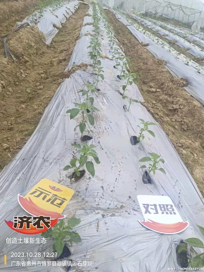 The effect of using agricultural products in Guangdong chili peppers(图1) The effect of using agricultural products in Guangdong chili peppers(图1)