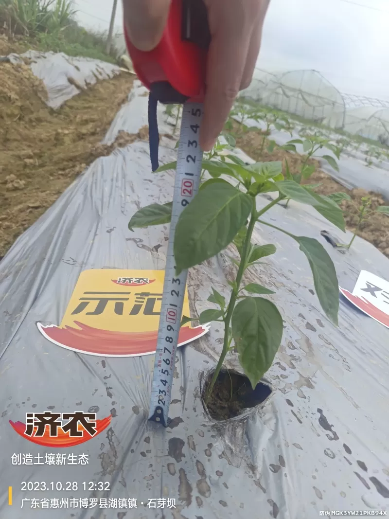 The effect of using agricultural products in Guangdong chili peppers(图3) The effect of using agricultural products in Guangdong chili peppers(图3)