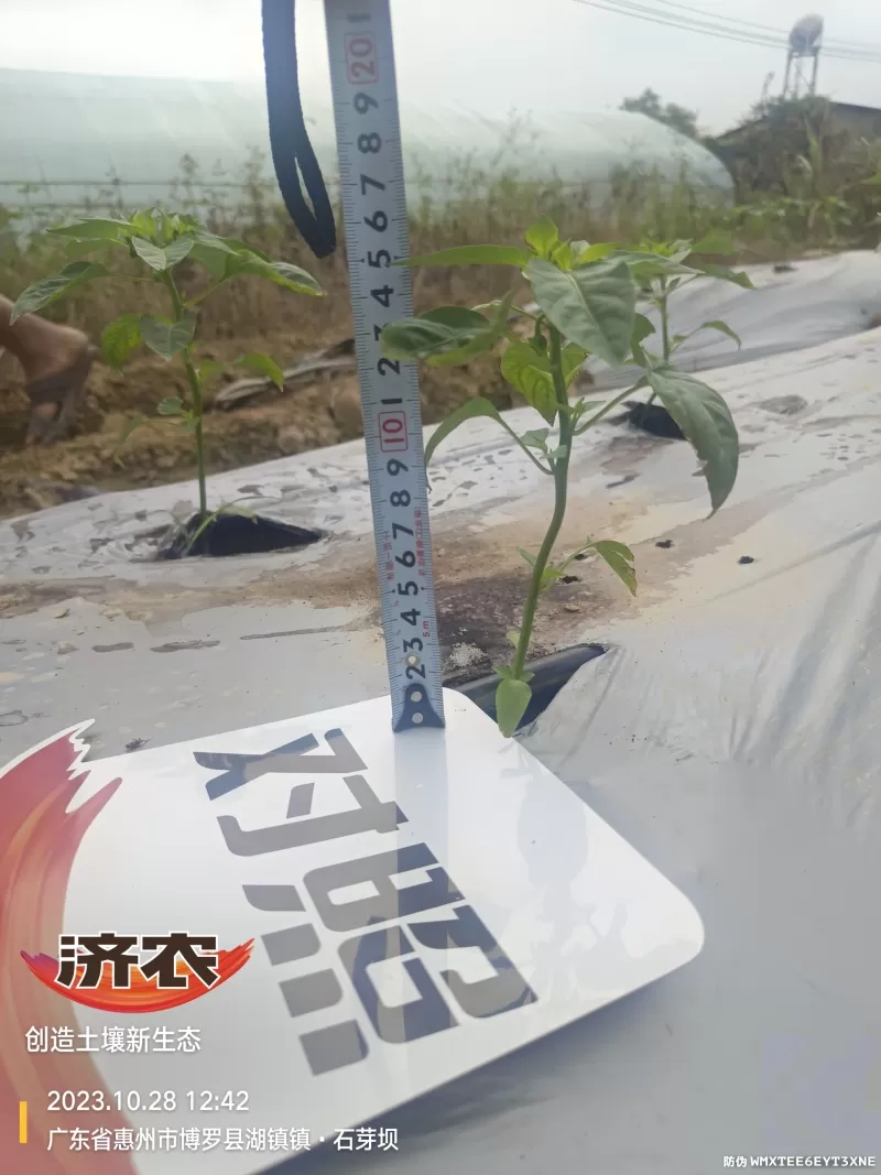 The effect of using agricultural products in Guangdong chili peppers(图4) The effect of using agricultural products in Guangdong chili peppers(图4)