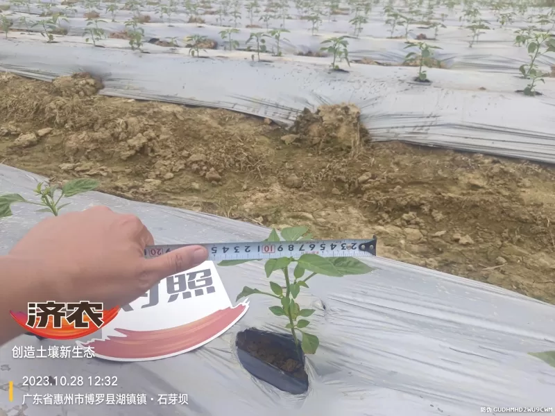 The effect of using agricultural products in Guangdong chili peppers(图6) The effect of using agricultural products in Guangdong chili peppers(图6)