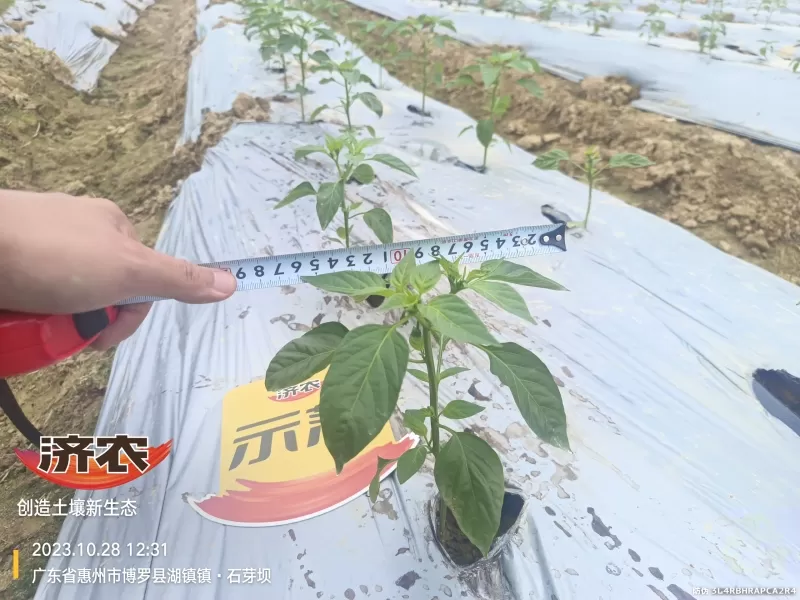 The effect of using agricultural products in Guangdong chili peppers(图5) The effect of using agricultural products in Guangdong chili peppers(图5)