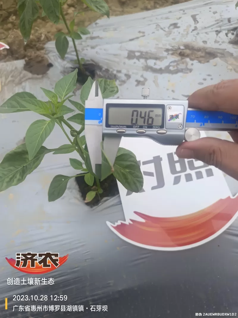 The effect of using agricultural products in Guangdong chili peppers(图8) The effect of using agricultural products in Guangdong chili peppers(图8)