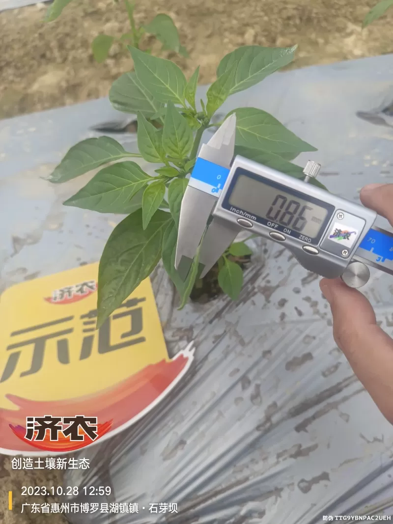The effect of using agricultural products in Guangdong chili peppers(图7) The effect of using agricultural products in Guangdong chili peppers(图7)