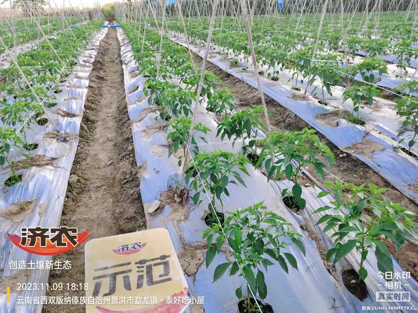 The use of chili peppers in Xishuangbanna, Yunnan and the effects of agricultural products(图2) The use of chili peppers in Xishuangbanna, Yunnan and the effects of agricultural products(图2)