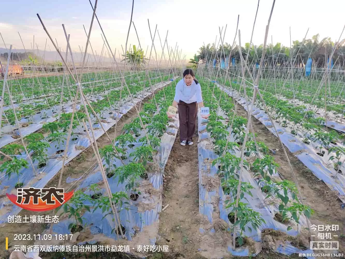 The use of chili peppers in Xishuangbanna, Yunnan and the effects of agricultural products(图1) The use of chili peppers in Xishuangbanna, Yunnan and the effects of agricultural products(图1)