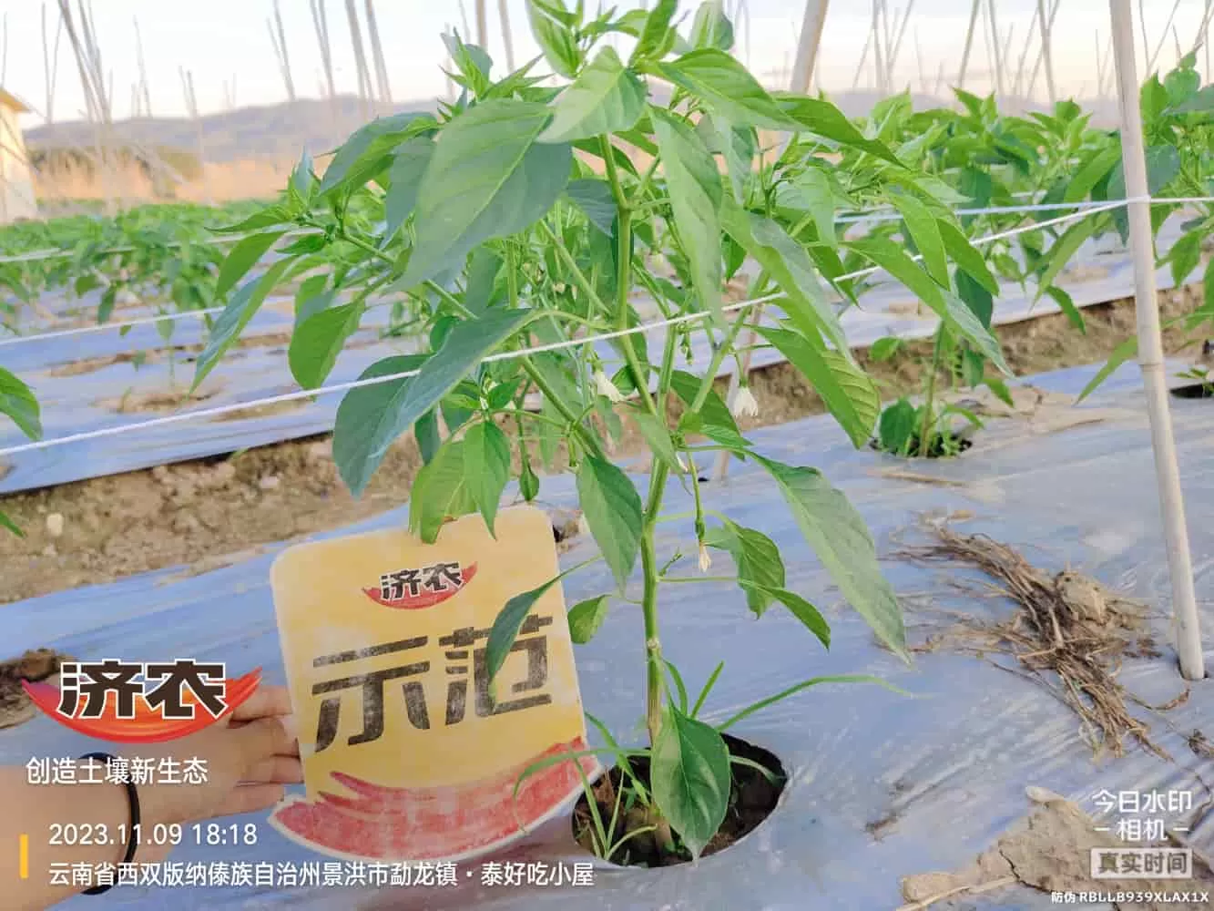 The use of chili peppers in Xishuangbanna, Yunnan and the effects of agricultural products(图4) The use of chili peppers in Xishuangbanna, Yunnan and the effects of agricultural products(图4)