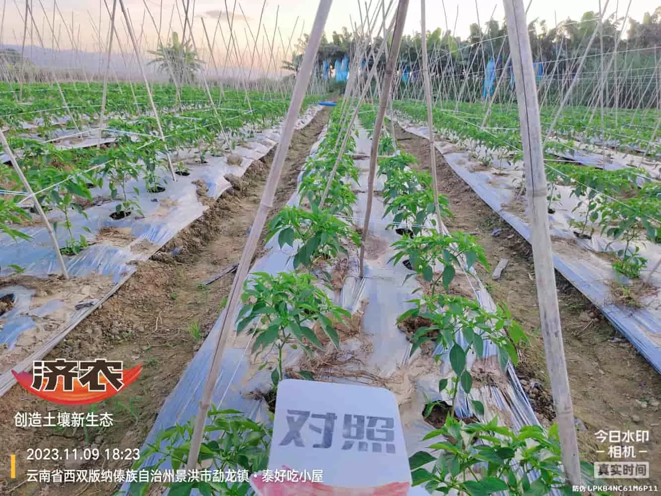 The use of chili peppers in Xishuangbanna, Yunnan and the effects of agricultural products(图3) The use of chili peppers in Xishuangbanna, Yunnan and the effects of agricultural products(图3)