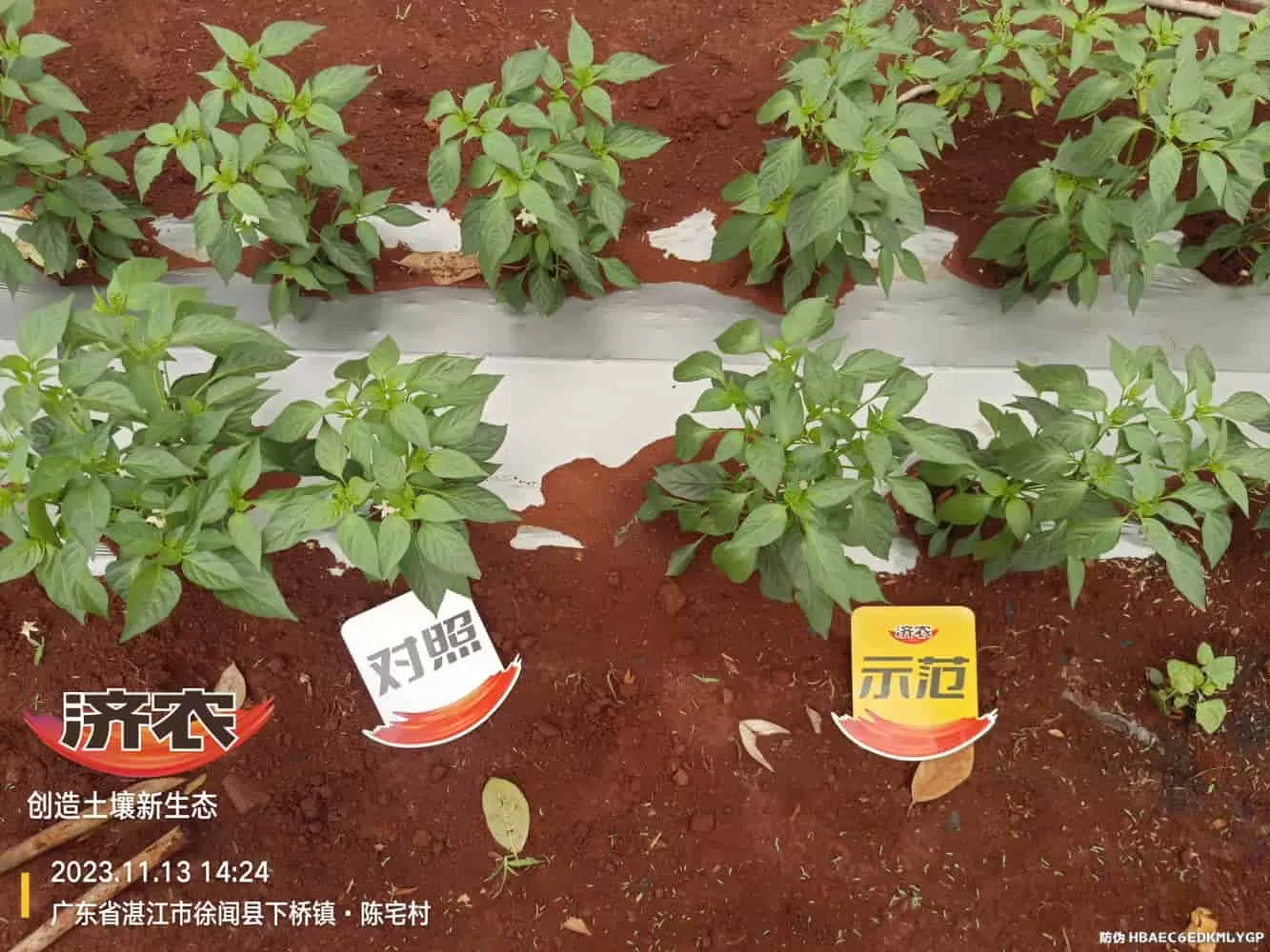 The effect of using Jinong Zhima power on Guangdong chili peppers(图5) The effect of using Jinong Zhima power on Guangdong chili peppers(图5)