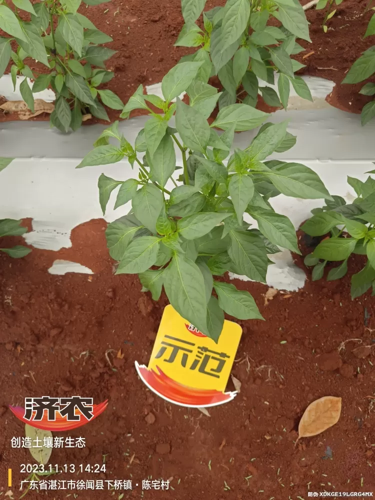 The effect of using Jinong Zhima power on Guangdong chili peppers(图3) The effect of using Jinong Zhima power on Guangdong chili peppers(图3)