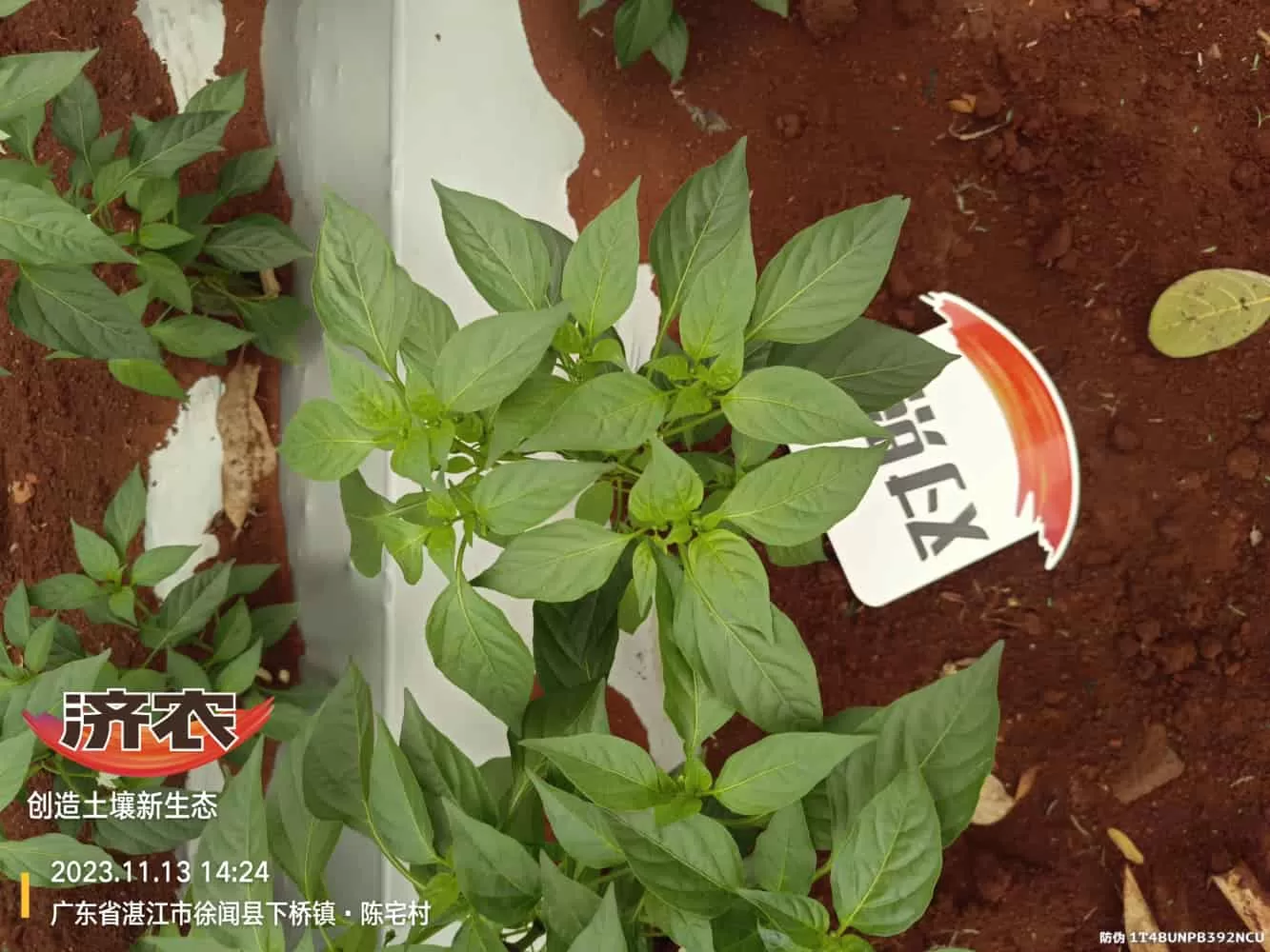 The effect of using Jinong Zhima power on Guangdong chili peppers(图4) The effect of using Jinong Zhima power on Guangdong chili peppers(图4)