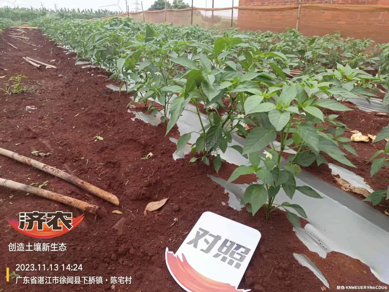 The effect of using Jinong Zhima power on Guangdong chili peppers(图2) The effect of using Jinong Zhima power on Guangdong chili peppers(图2)