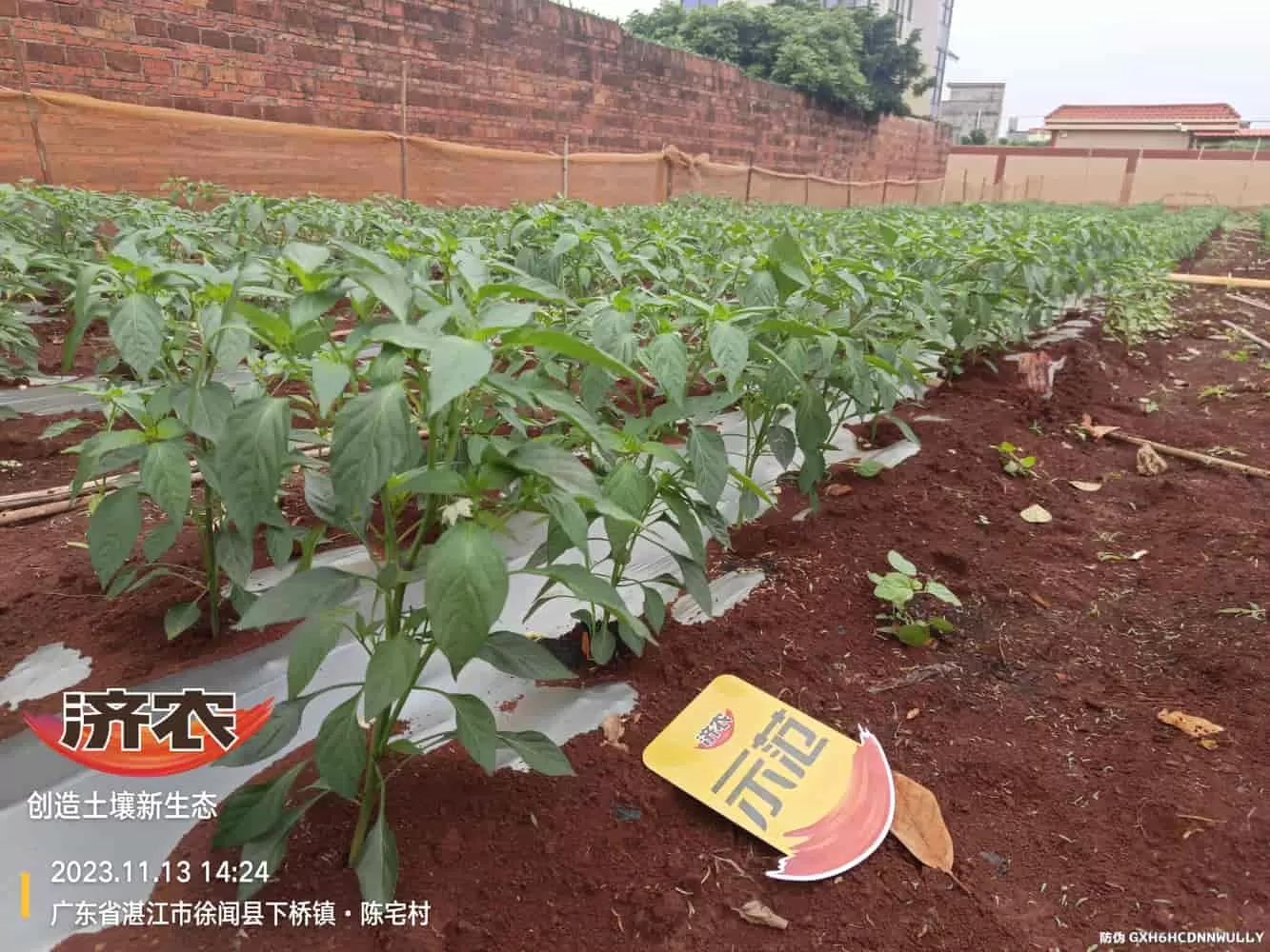 The effect of using Jinong Zhima power on Guangdong chili peppers(图1) The effect of using Jinong Zhima power on Guangdong chili peppers(图1)