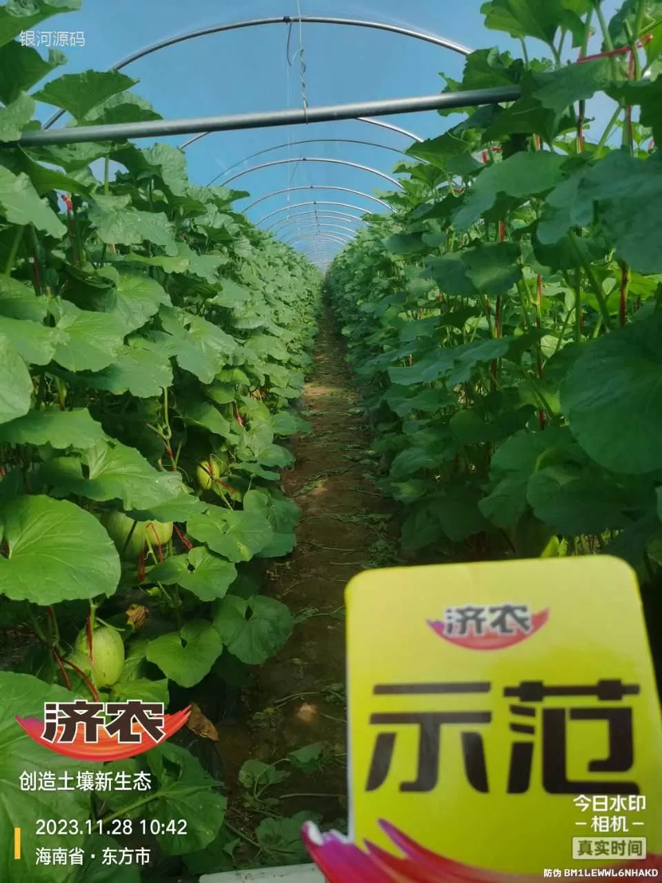 The effect of using agricultural products in Hainan cantaloupe(图1) The effect of using agricultural products in Hainan cantaloupe(图1)