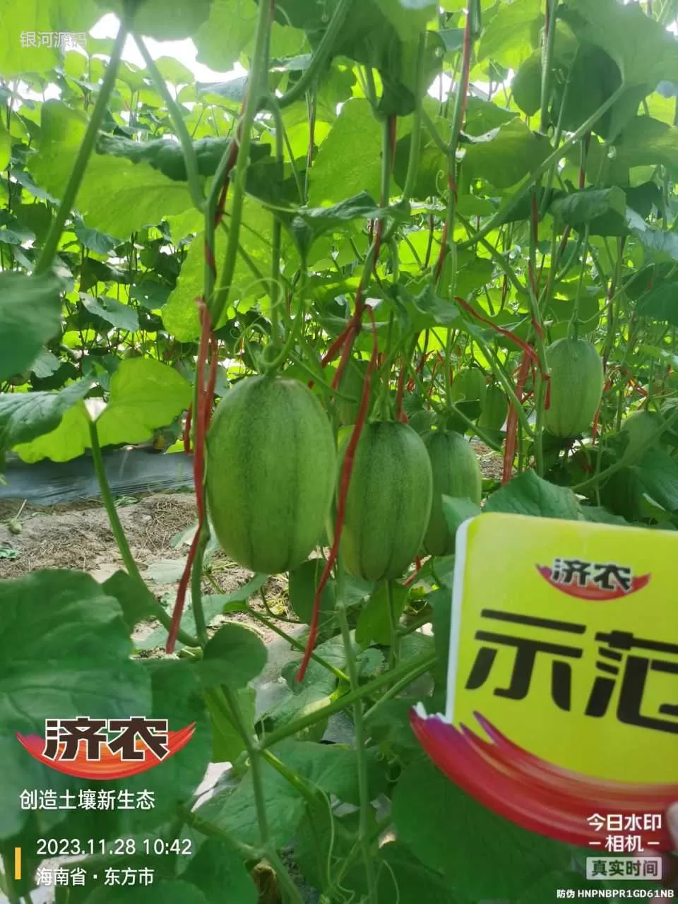 The effect of using agricultural products in Hainan cantaloupe(图3) The effect of using agricultural products in Hainan cantaloupe(图3)