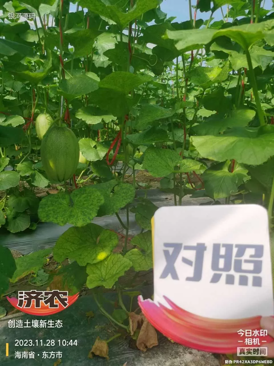 The effect of using agricultural products in Hainan cantaloupe(图4) The effect of using agricultural products in Hainan cantaloupe(图4)