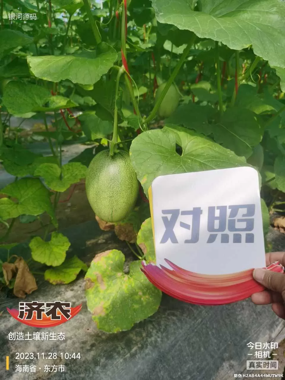 The effect of using agricultural products in Hainan cantaloupe(图6) The effect of using agricultural products in Hainan cantaloupe(图6)