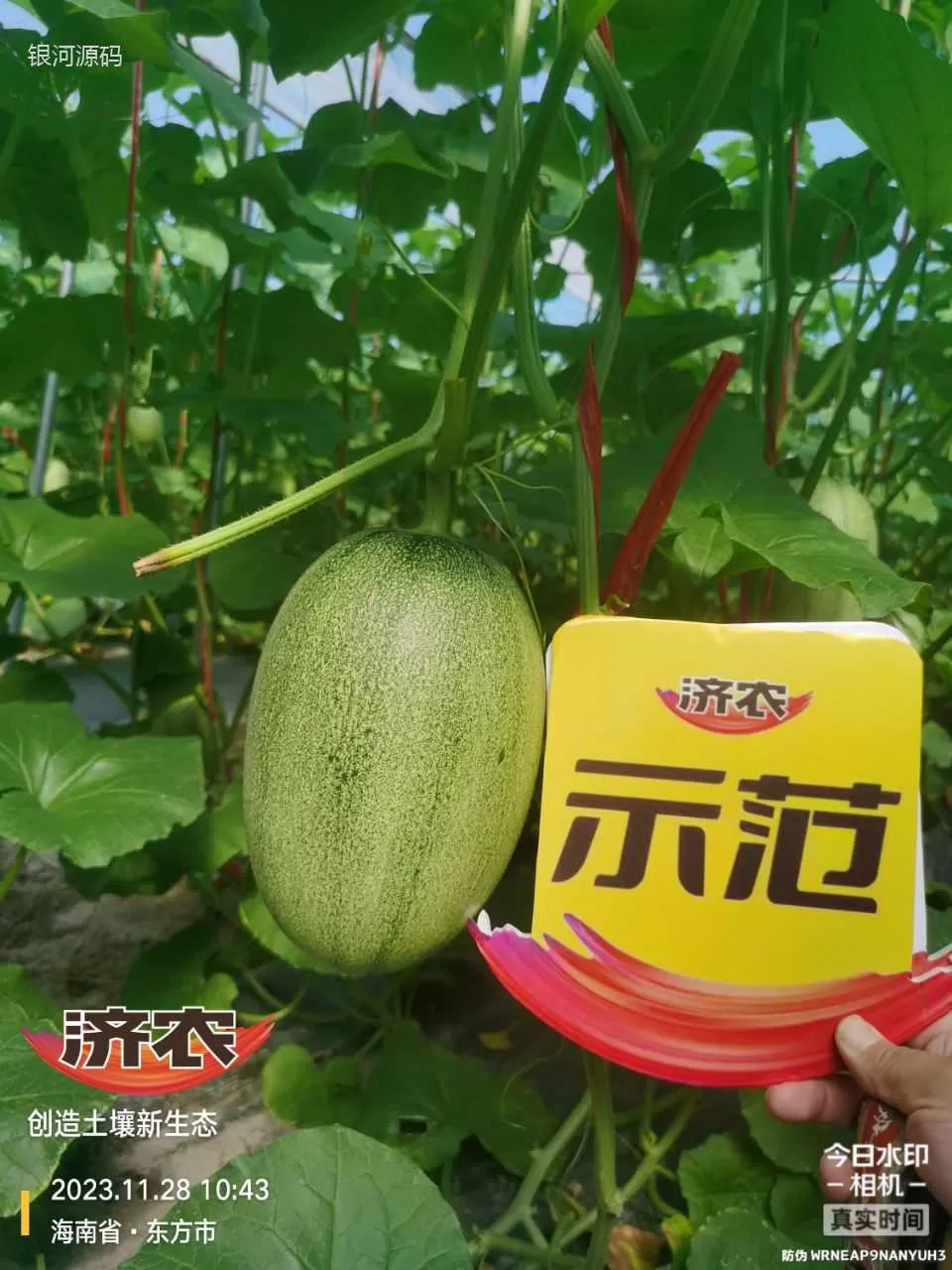 The effect of using agricultural products in Hainan cantaloupe(图5) The effect of using agricultural products in Hainan cantaloupe(图5)