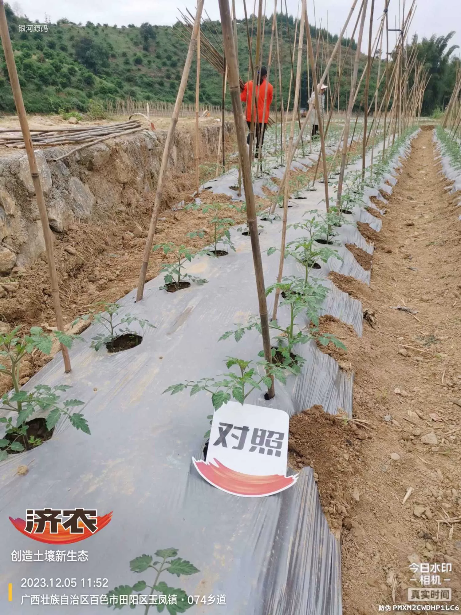 The effect of using agricultural products in Guangxi Shengnvguo(图3) The effect of using agricultural products in Guangxi Shengnvguo(图3)
