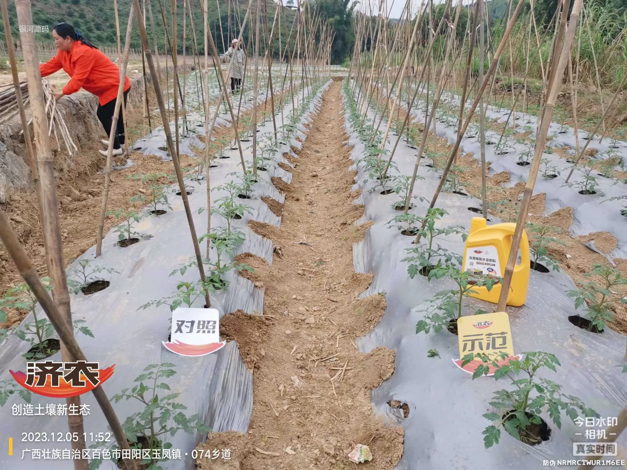 The effect of using agricultural products in Guangxi Shengnvguo(图1) The effect of using agricultural products in Guangxi Shengnvguo(图1)
