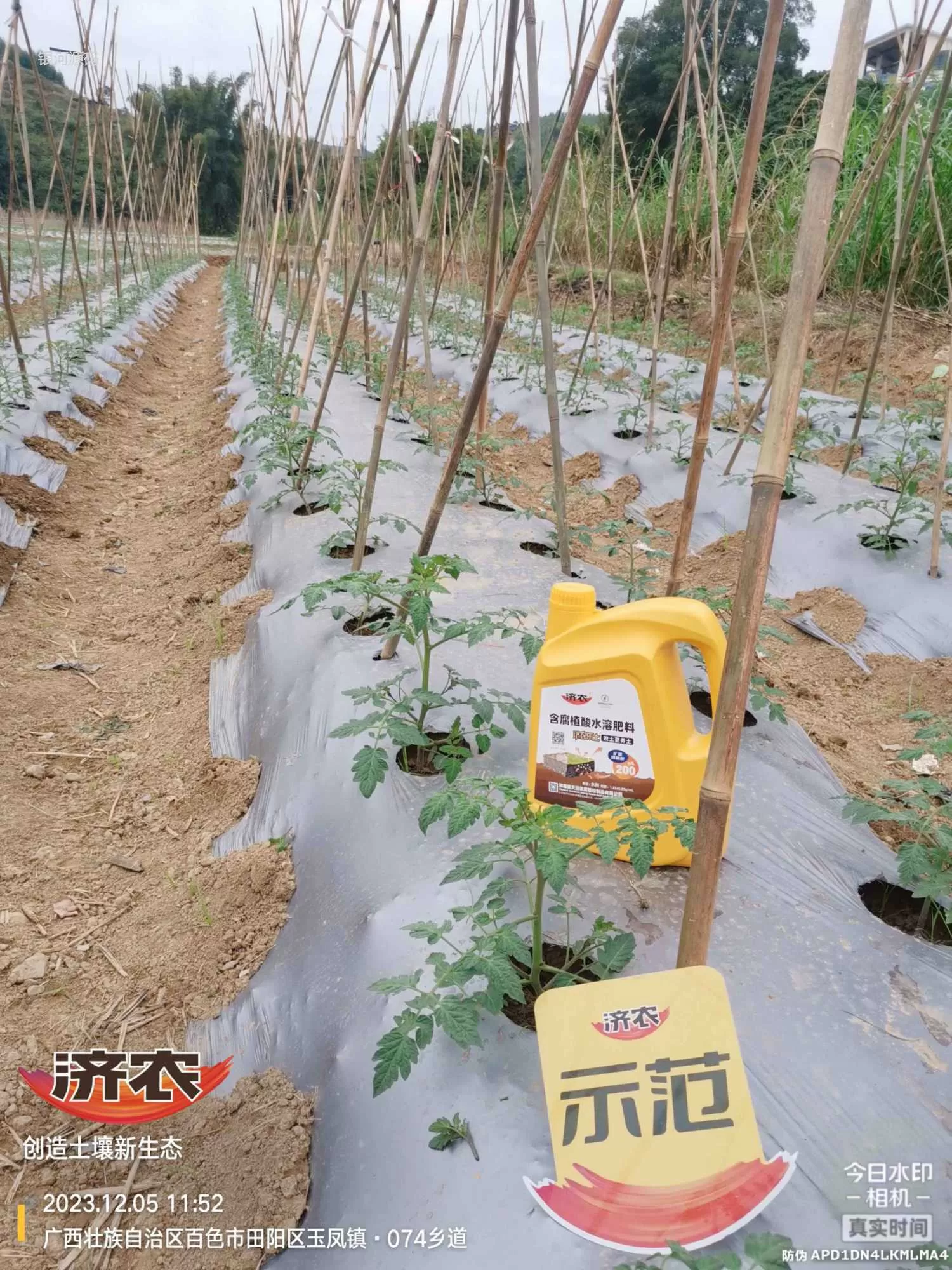 The effect of using agricultural products in Guangxi Shengnvguo(图2) The effect of using agricultural products in Guangxi Shengnvguo(图2)