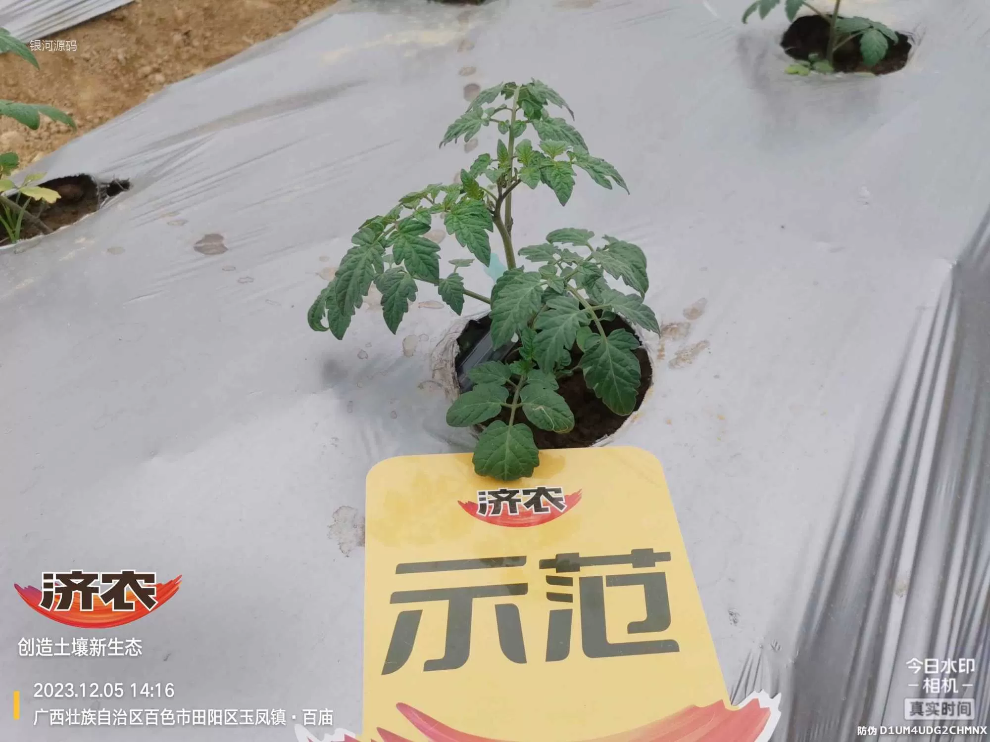 The effect of using agricultural products in Guangxi Shengnvguo(图2) The effect of using agricultural products in Guangxi Shengnvguo(图2)