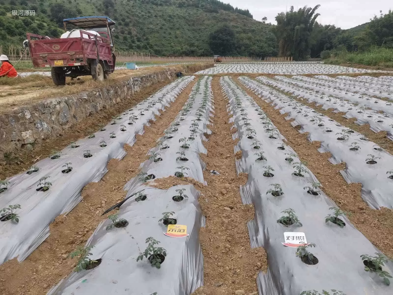 The effect of using agricultural products in Guangxi Shengnvguo(图1) The effect of using agricultural products in Guangxi Shengnvguo(图1)