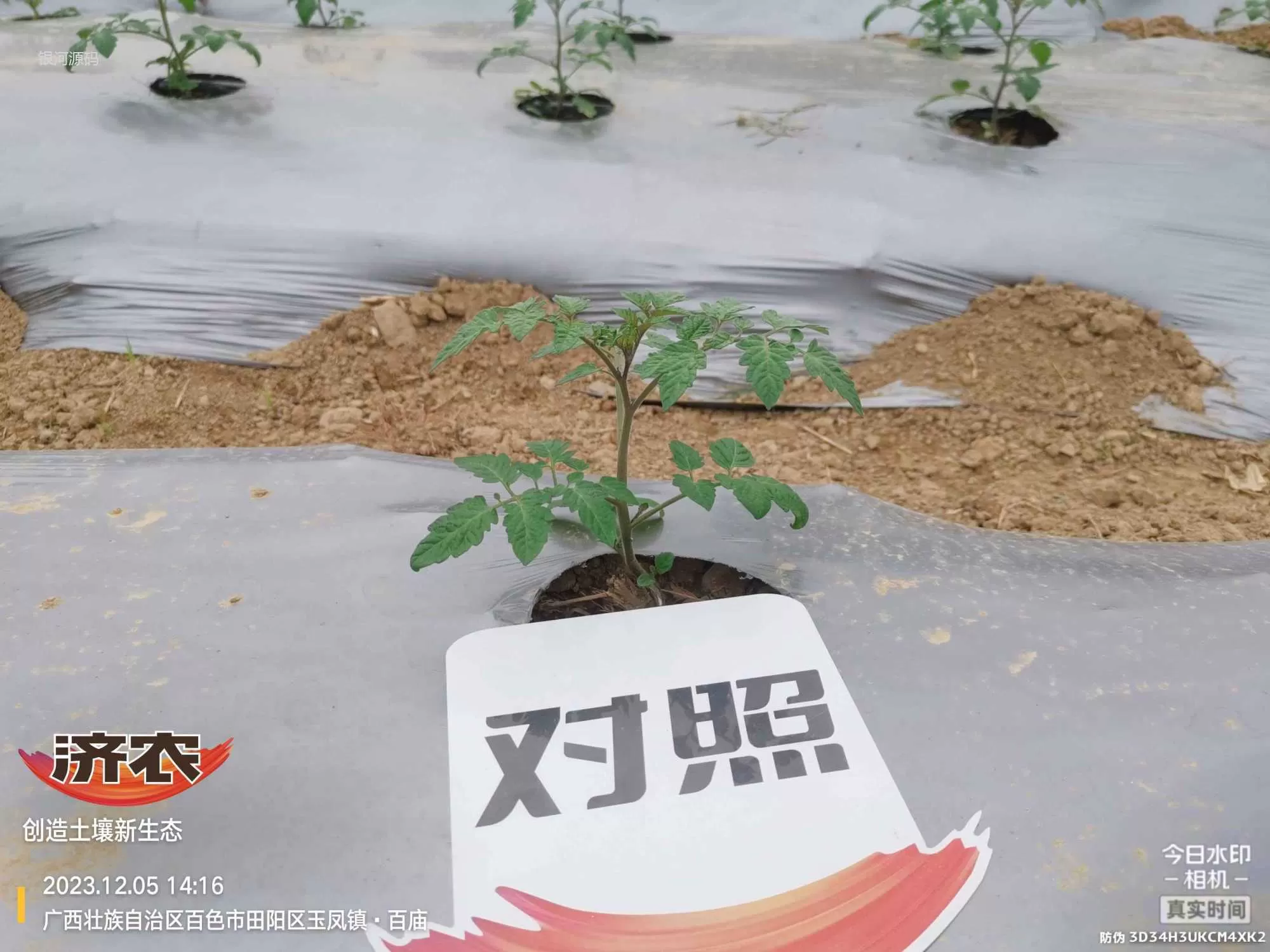 The effect of using agricultural products in Guangxi Shengnvguo(图3) The effect of using agricultural products in Guangxi Shengnvguo(图3)