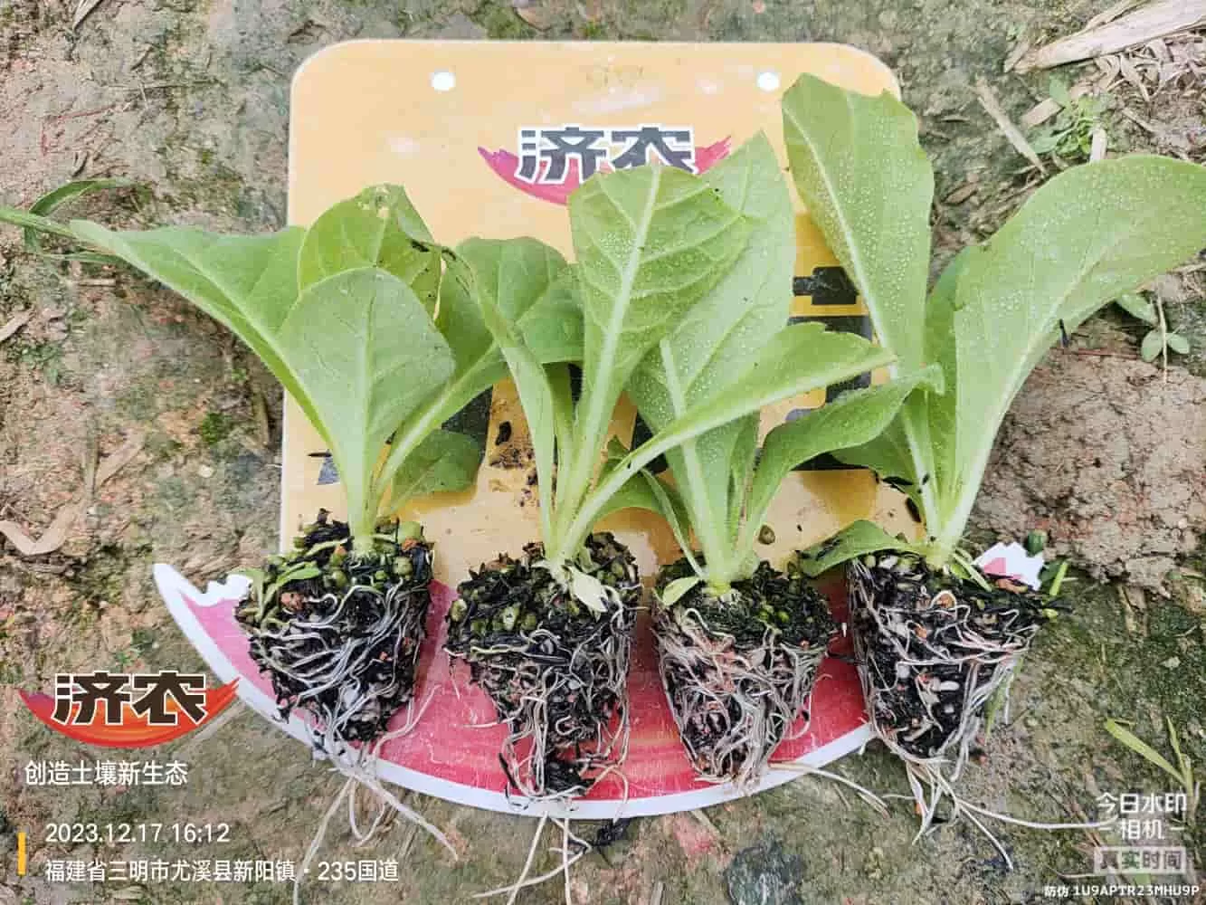 The Effect of Using Jinan Agricultural Products in Fujian Flue-cured Tobacco(图1) The Effect of Using Jinan Agricultural Products in Fujian Flue-cured Tobacco(图1)