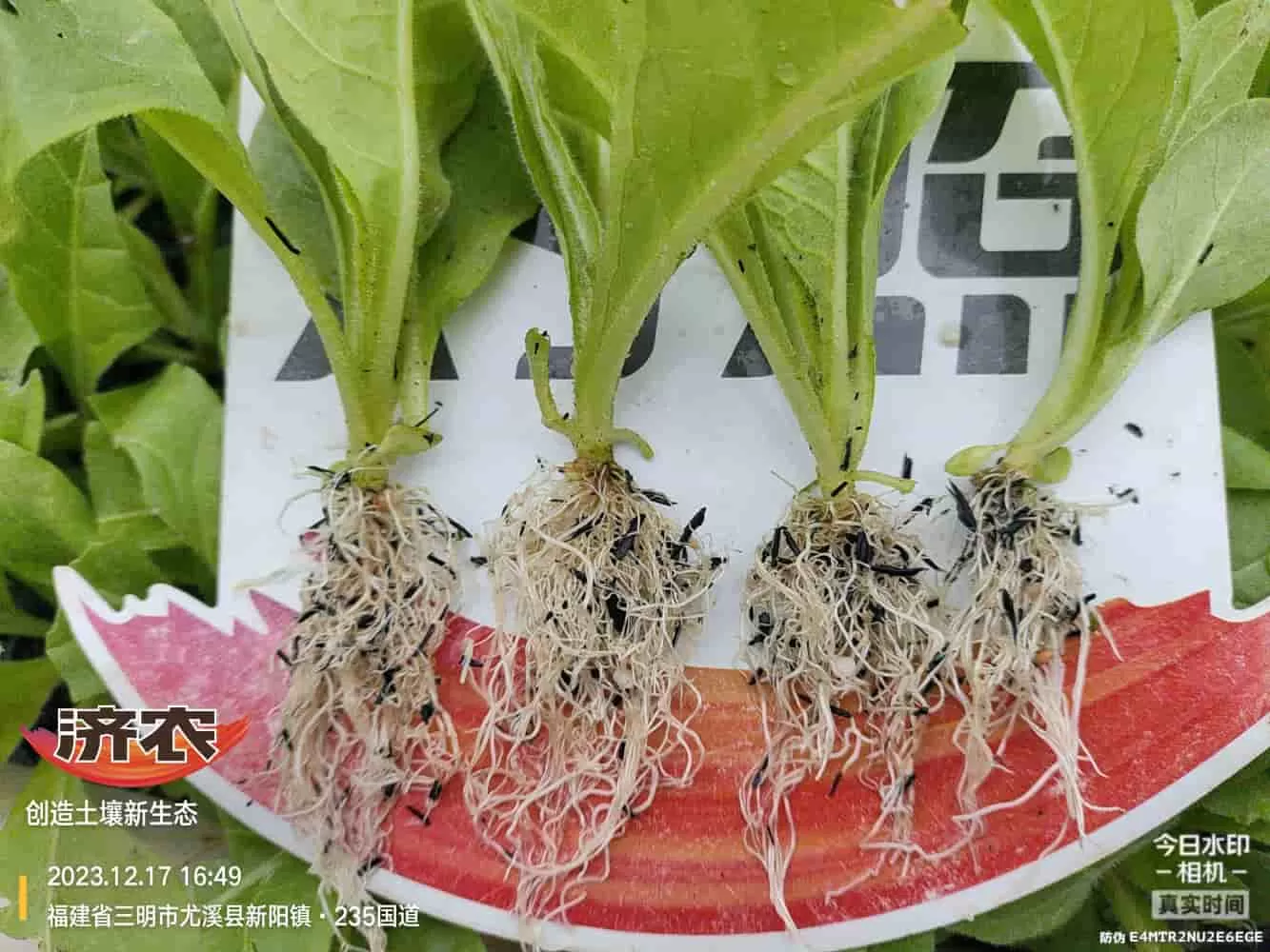 The Effect of Using Jinan Agricultural Products in Fujian Flue-cured Tobacco(图4) The Effect of Using Jinan Agricultural Products in Fujian Flue-cured Tobacco(图4)