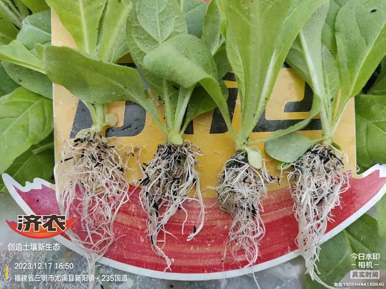The Effect of Using Jinan Agricultural Products in Fujian Flue-cured Tobacco(图3) The Effect of Using Jinan Agricultural Products in Fujian Flue-cured Tobacco(图3)