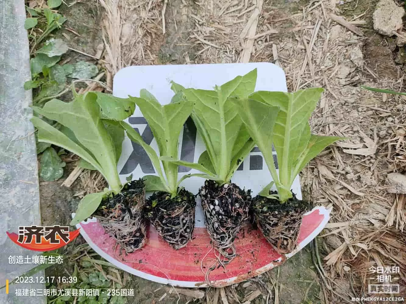 The Effect of Using Jinan Agricultural Products in Fujian Flue-cured Tobacco(图2) The Effect of Using Jinan Agricultural Products in Fujian Flue-cured Tobacco(图2)