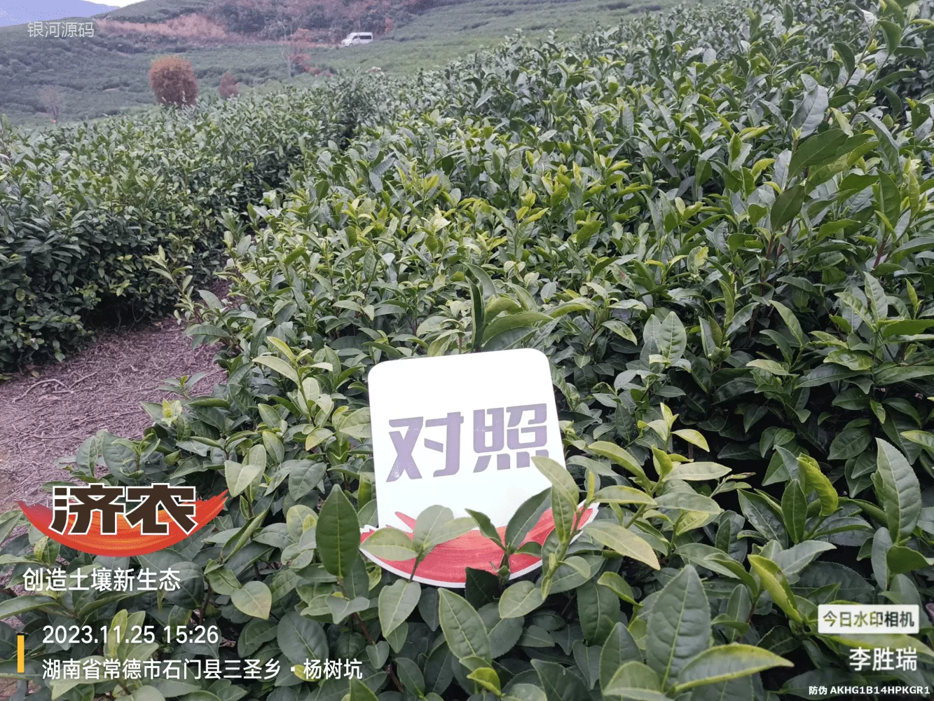 The Effect of Hunan Tea Using Jinnong Letu(图3) The Effect of Hunan Tea Using Jinnong Letu(图3)
