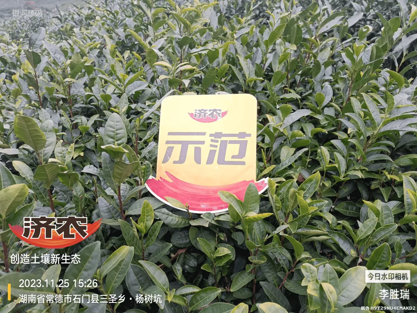 The Effect of Hunan Tea Using Jinnong Letu(图2) The Effect of Hunan Tea Using Jinnong Letu(图2)