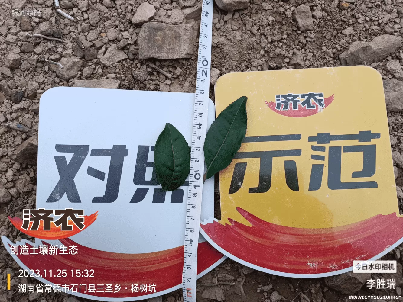 The Effect of Hunan Tea Using Jinnong Letu(图4) The Effect of Hunan Tea Using Jinnong Letu(图4)