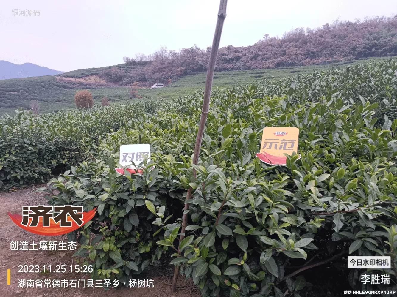 The Effect of Hunan Tea Using Jinnong Letu(图1) The Effect of Hunan Tea Using Jinnong Letu(图1)
