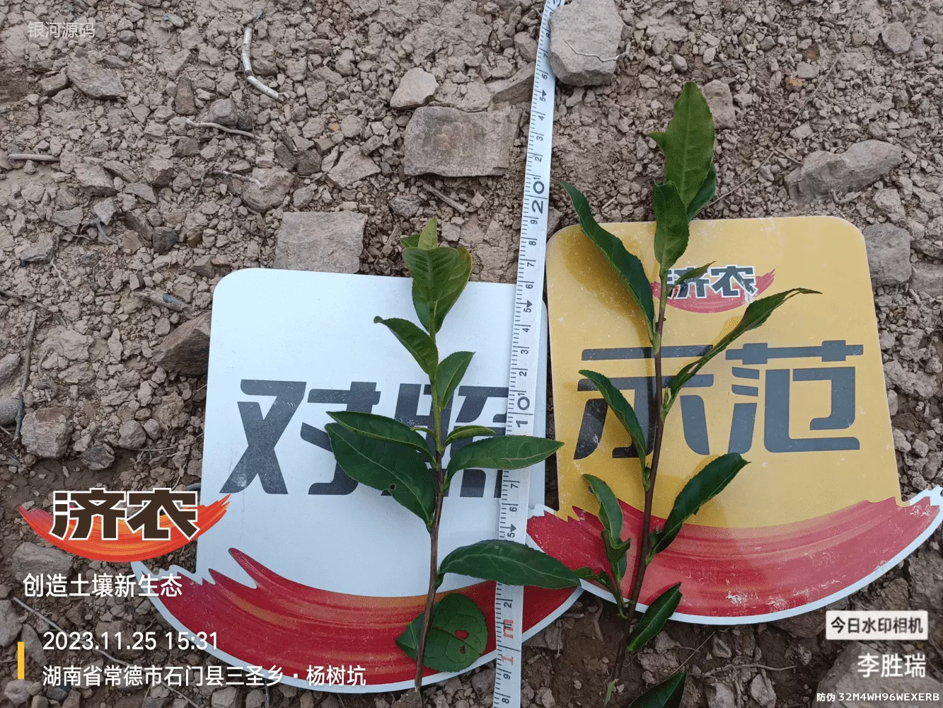 The Effect of Hunan Tea Using Jinnong Letu(图5) The Effect of Hunan Tea Using Jinnong Letu(图5)