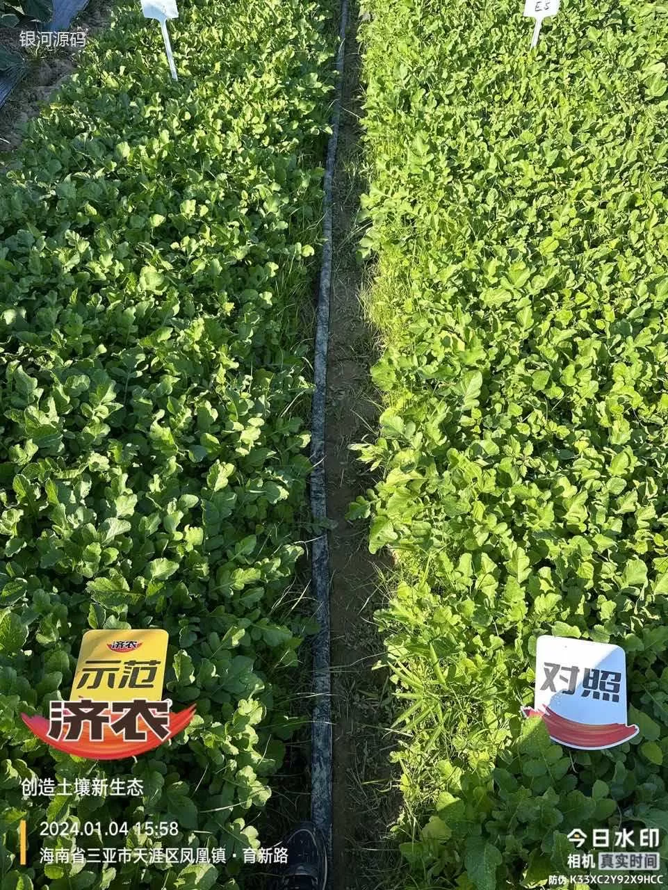 The effect of Jinong Letu on Hainan radish(图1) The effect of Jinong Letu on Hainan radish(图1)
