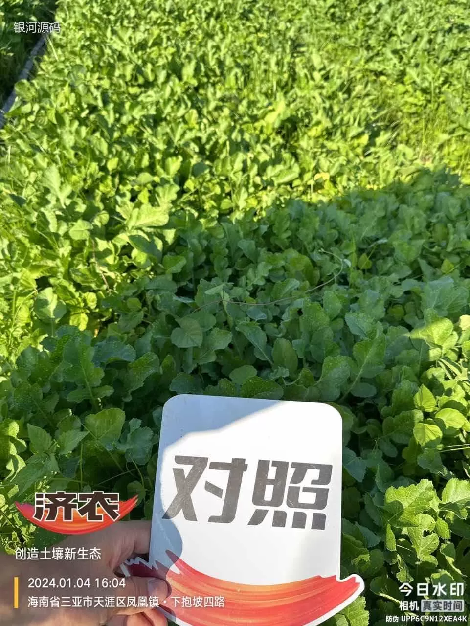 The effect of Jinong Letu on Hainan radish(图3) The effect of Jinong Letu on Hainan radish(图3)