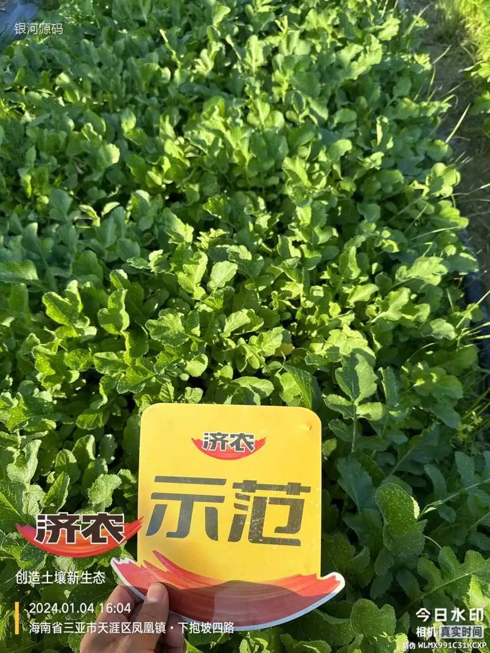 The effect of Jinong Letu on Hainan radish(图2) The effect of Jinong Letu on Hainan radish(图2)