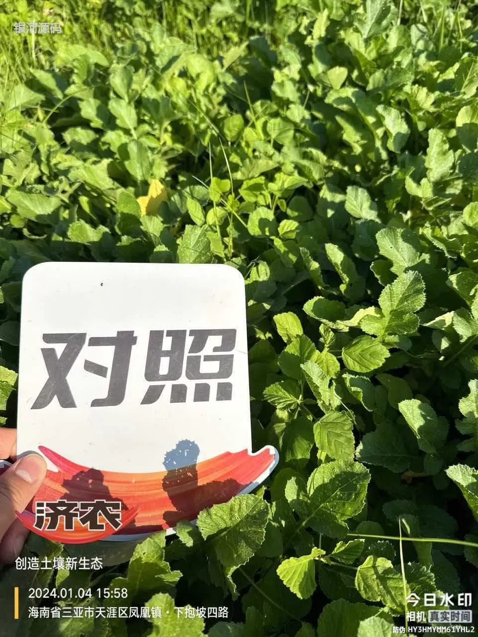 The effect of Jinong Letu on Hainan radish(图5) The effect of Jinong Letu on Hainan radish(图5)