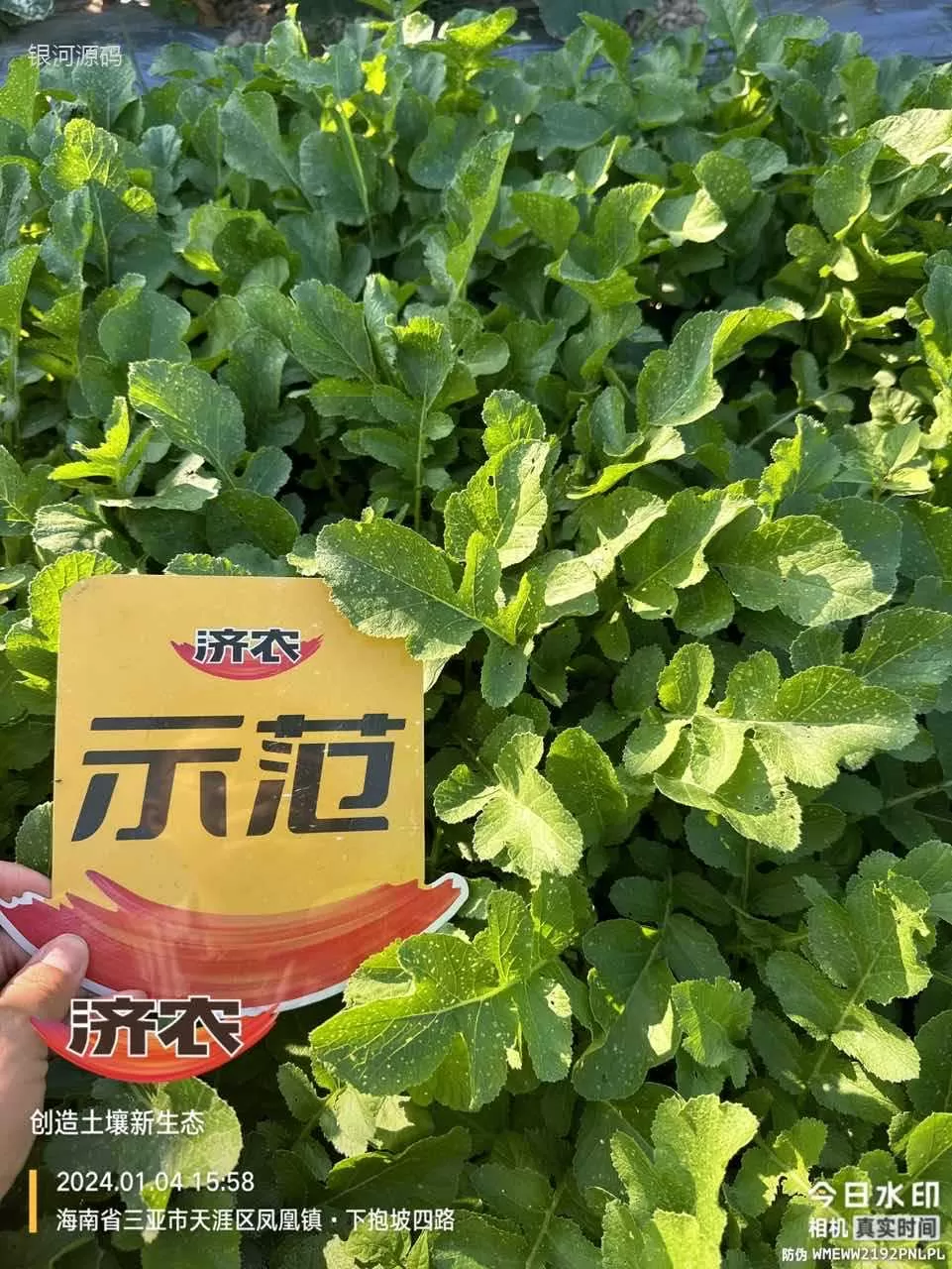The effect of Jinong Letu on Hainan radish(图4) The effect of Jinong Letu on Hainan radish(图4)