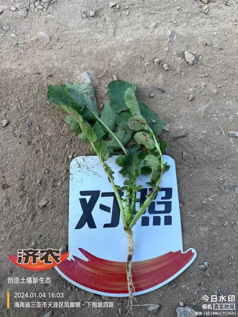 The effect of Jinong Letu on Hainan radish(图7) The effect of Jinong Letu on Hainan radish(图7)