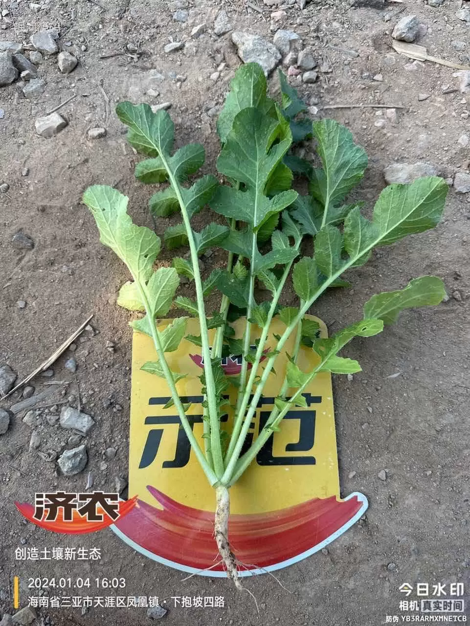The effect of Jinong Letu on Hainan radish(图6) The effect of Jinong Letu on Hainan radish(图6)