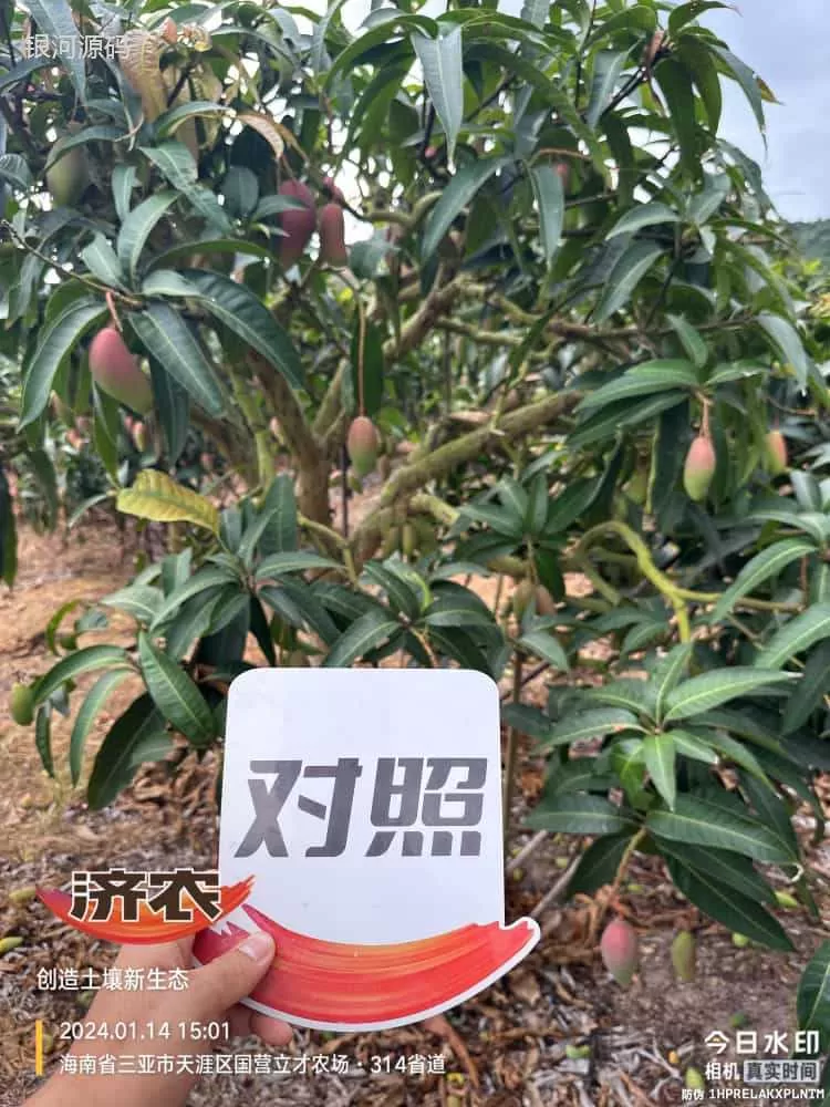 The effect of using Jinong Red Potassium to rejuvenate Hainan Mango(图2) The effect of using Jinong Red Potassium to rejuvenate Hainan Mango(图2)